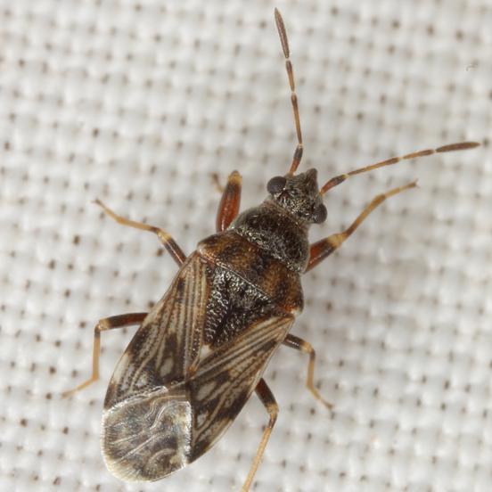 Des élections prytaniennes